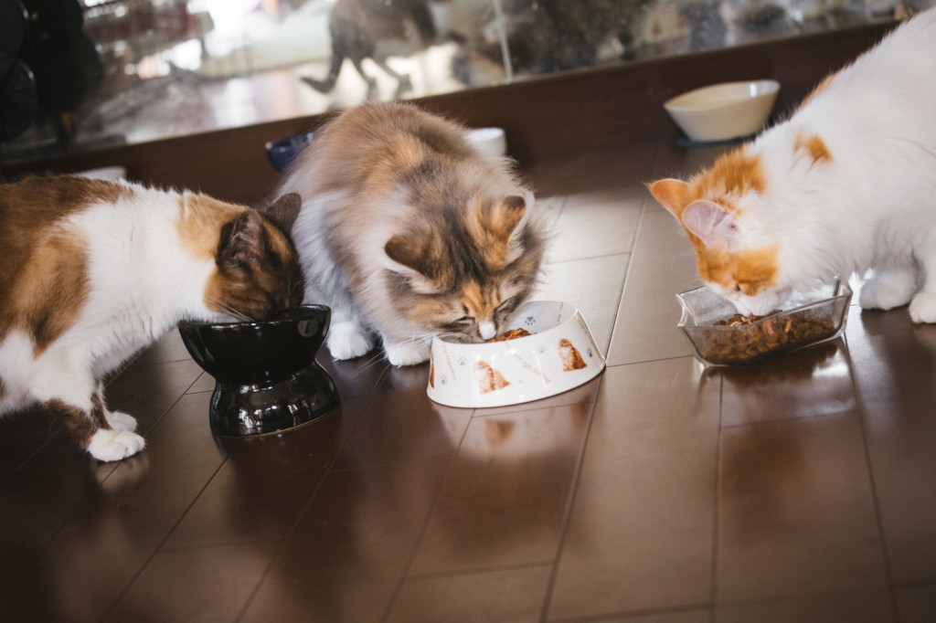 猫がご飯食べてる画像